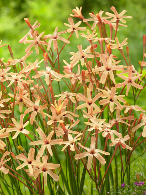 Ixia paniculata Eos Blumenzwiebeln aus Holland kaufen