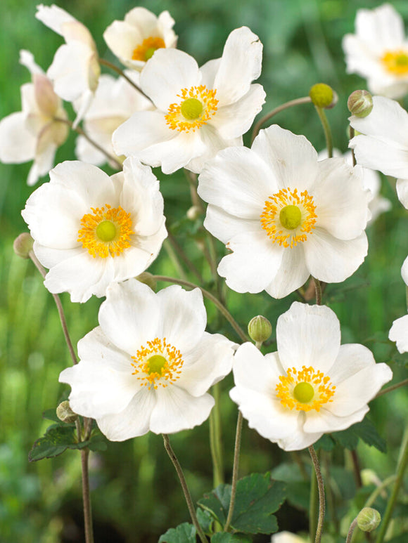 Japan-Herbst-Anemone 'Honorine Jobert'