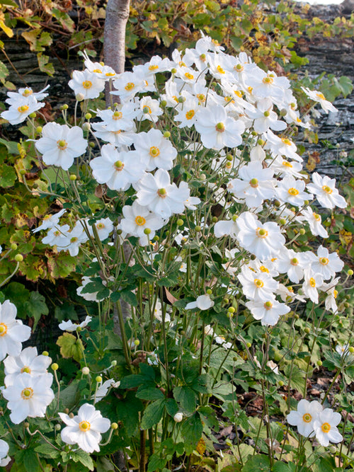 Japan-Herbst-Anemone 'Honorine Jobert' kaufen