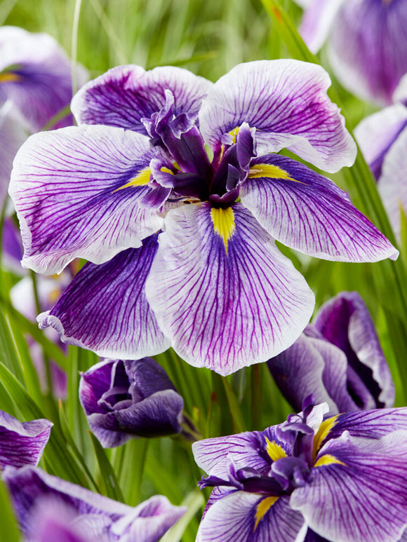 Japanische Sumpf-Schwertlilie Dinner Plate Sundae Iris ensata 