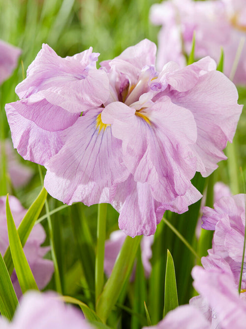 Japanische Sumpf-Schwertlilie Tub Tim Grob Iris ensata