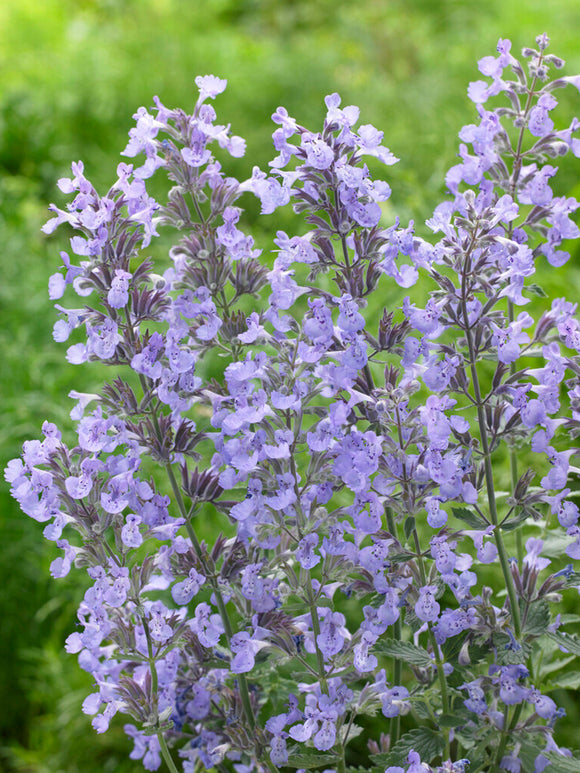 Katzenminze Junior Walker - Nepeta x faassenii