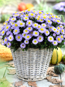 Kissen-Aster Aster Lady in Blue