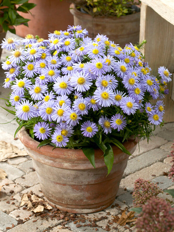 Kissen-Aster Lady in Blue Stauden