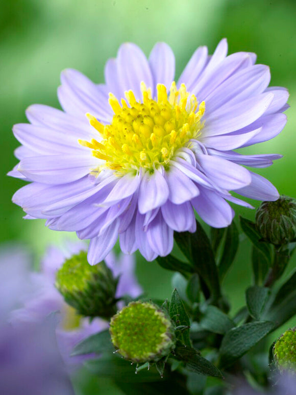 Kissen-Aster Lady in Blue kaufen