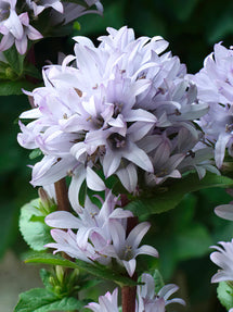 Knäuel-Glockenblume (Campanula) Emerald