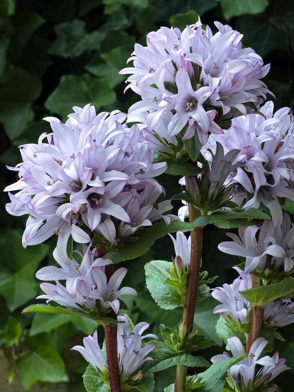 Knauel-Glockenblume (Campanula) Emerald Campanula glomerata 'Emerald'