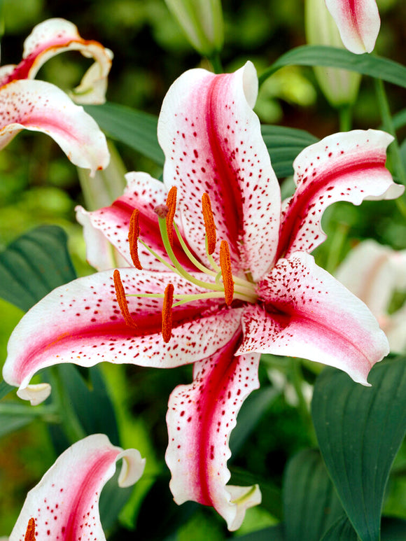 Buy Lily Dizzy Bulbs