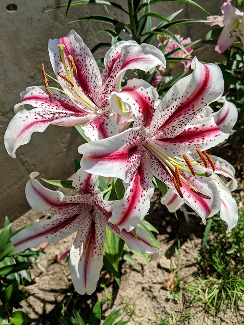 Lily Dizzy Bulbs