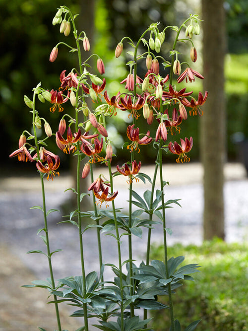 Türkenbundlilie 'Arabian Knight' - Lilium martagon