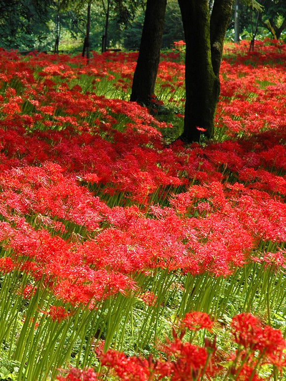 Rote Spinnenlilie, Blumenzwiebeln in Topqualität aus Holland bestellen