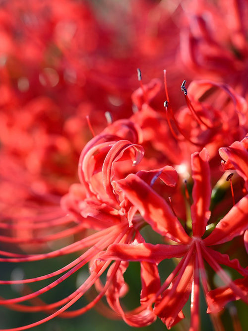 Rote Spinnenlilie, Blumenzwiebeln in Topqualität aus Holland bestellen