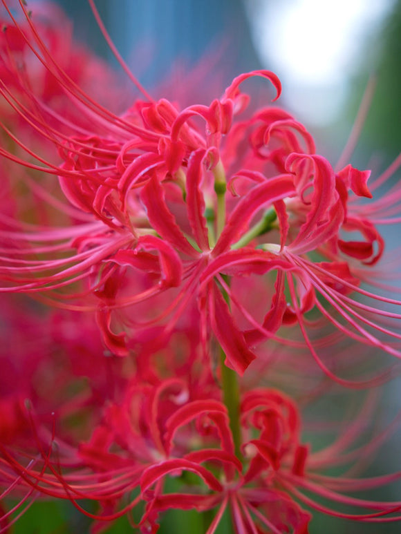 Rote Spinnenlilie, Blumenzwiebeln in Topqualität aus Holland bestellen