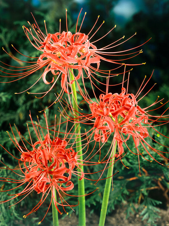 Rote Spinnenlilie, Blumenzwiebeln in Topqualität aus Holland bestellen