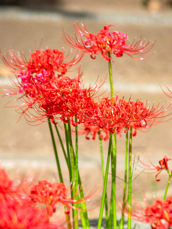 Rote Spinnenlilie, Blumenzwiebeln in Topqualität aus Holland bestellen