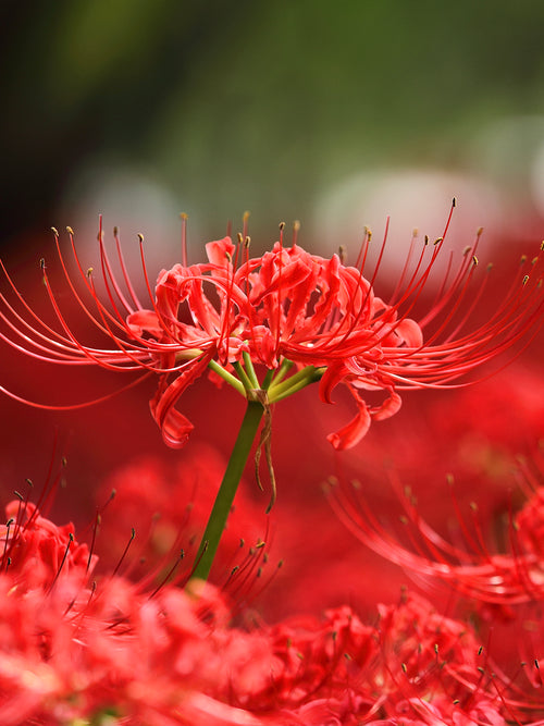 Rote Spinnenlilie, Blumenzwiebeln in Topqualität aus Holland bestellen