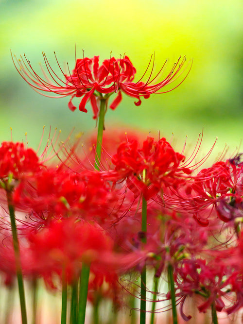 Rote Spinnenlilie, Blumenzwiebeln in Topqualität aus Holland bestellen