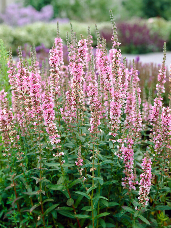 Lythrum salicaria 'Blush' – Blut-Weiderich - bestellen