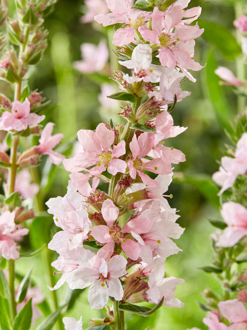 Lythrum salicaria 'Blush' – Blut-Weiderich