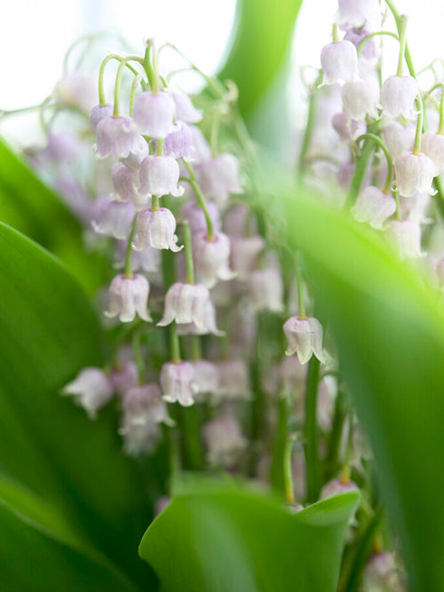 Maiglöckchen (Convallaria Majalis) Rosea Bestellen