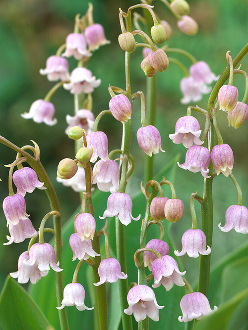 Maiglöckchen (Convallaria Majalis) Rosea