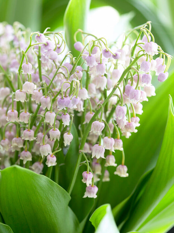 Maiglockchen (Convallaria Majalis) Rosea kaufen