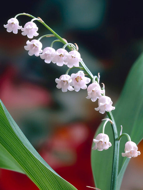 Maiglockchen (Convallaria Majalis) Rosea rosa kaufen