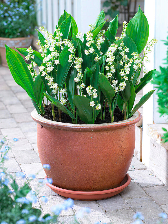 Maiglöckchen, Gefülltblühend - Convallaria majalis