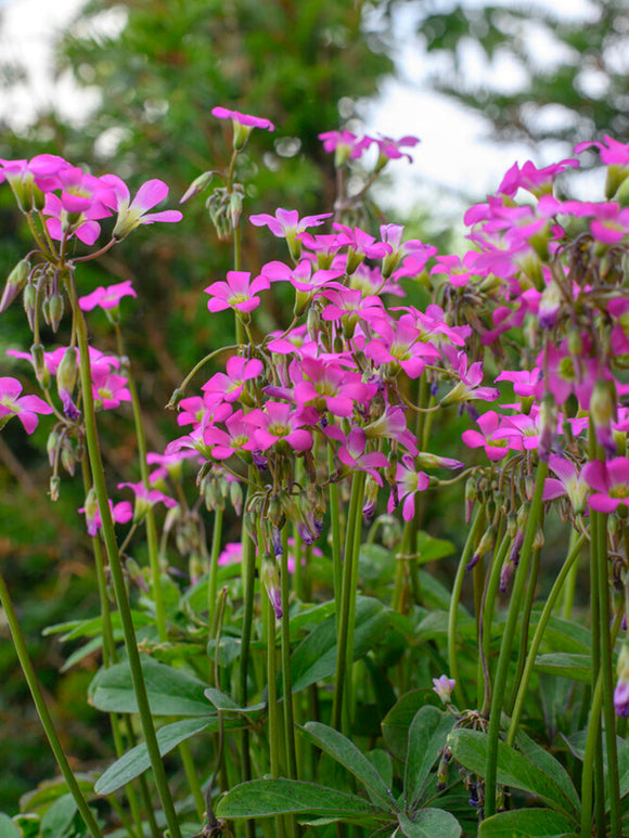 Mexikanische Sauerklee (Oxalis lasiandra)