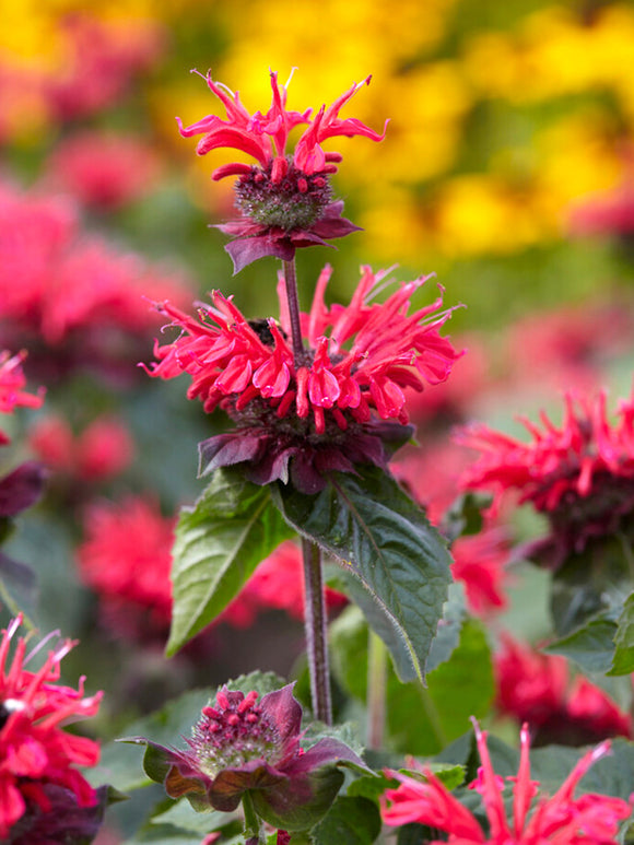 Monarda Bee Happy Indianernessel