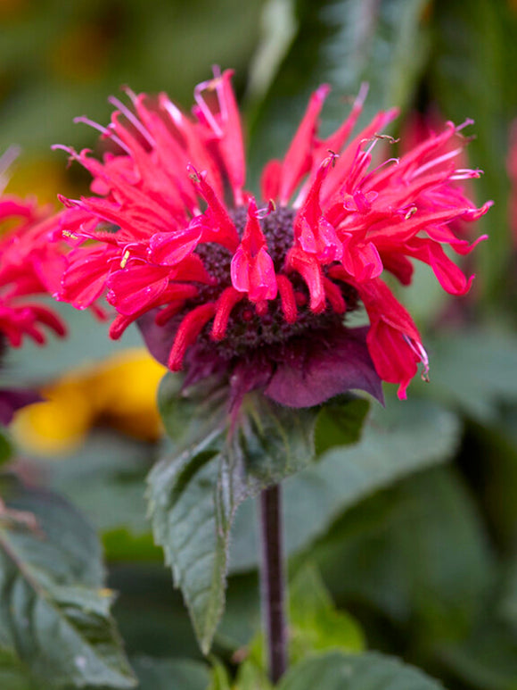 Monarda Bee Happy Indianernessel Pflanzen