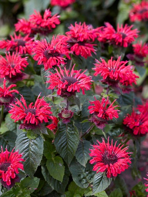 Monarda Bee Happy Indianernessel Pflanzen kaufen