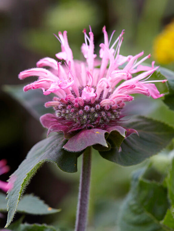 Monarda Bee Lieve - Indianernessel