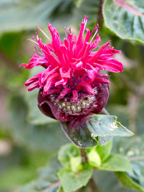 Monarda Bee True Indianernessel