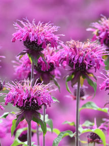 Monarda Cranberry Lace (Indianernessel)