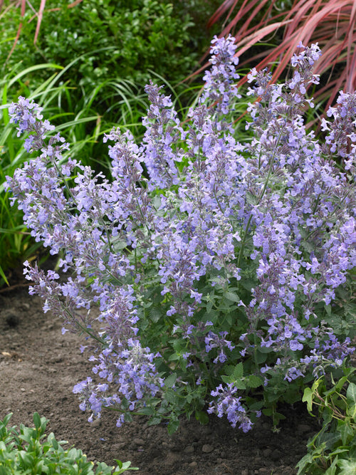 Nepeta Junior Walker Katzenminze kaufen