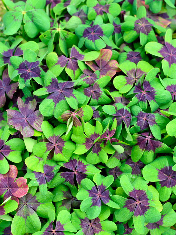 Oxalis deppei 'Iron Cross' - Glücksklee