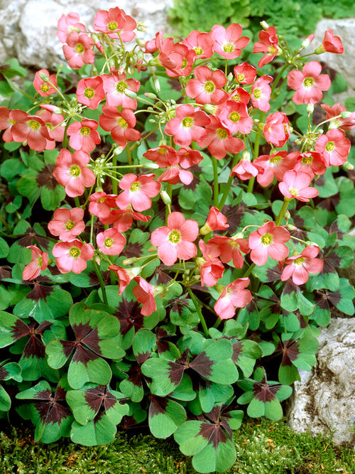 Glücksklee (Oxalis) 