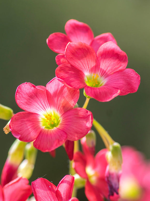 Sauerklee (Oxalis) Iron Cross