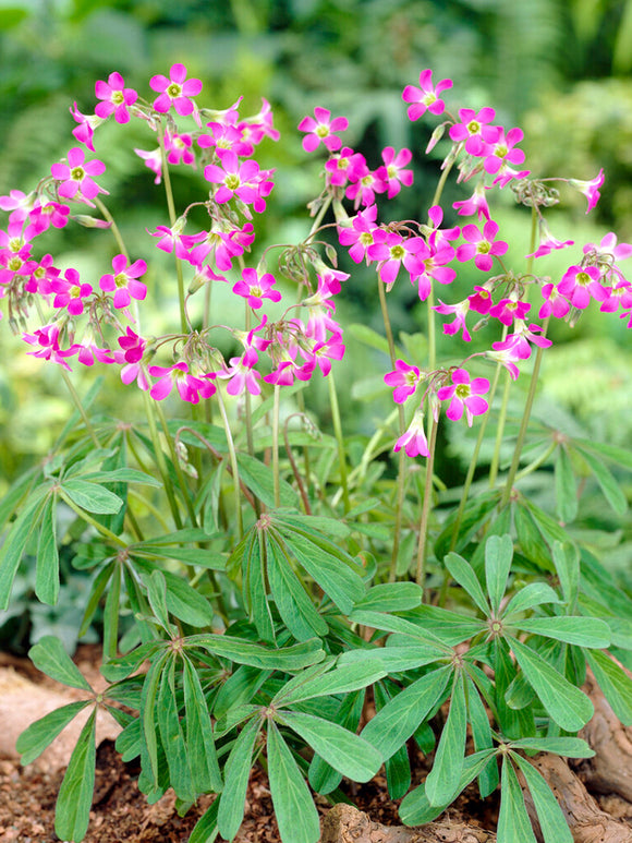 Oxalis Lasiandra Mexikanischer Sauerklee 