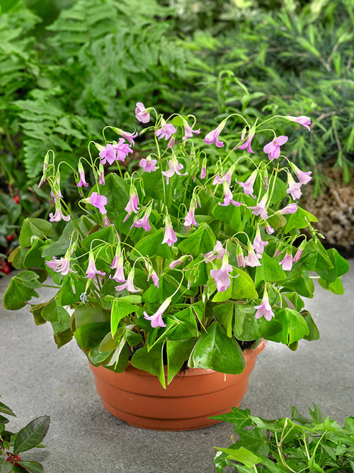 Dreieckiger Glücksklee - Oxalis regnellii günstig kaufen - Fanny