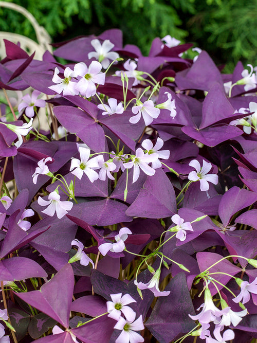 Oxalis Sauerklee-Spezies triangularis Mijke