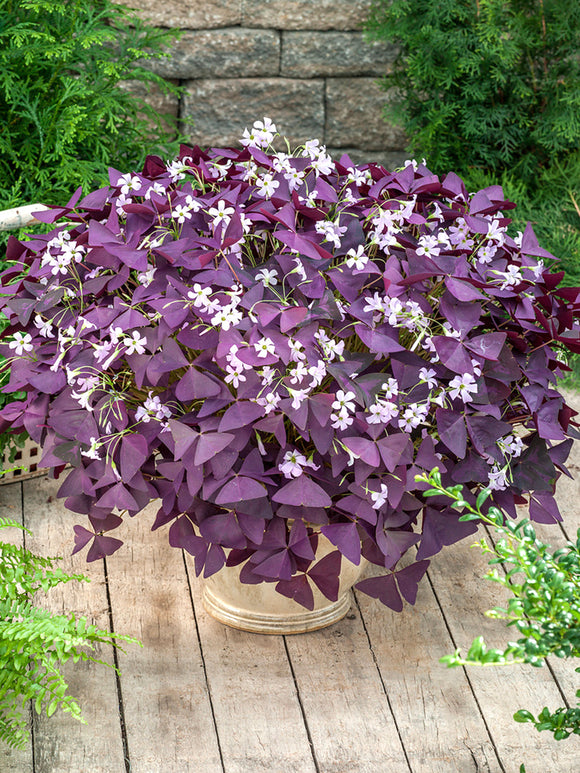 Oxalis Sauerklee-Spezies triangularis Mijke bestellen