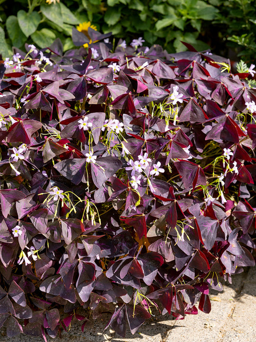 Oxalis Triangularis Sunny Oxalis Zwiebeln