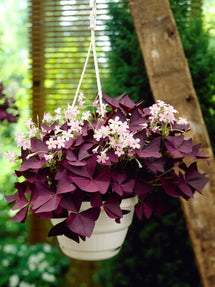 Oxalis triangularis Mijke (Sauerklee)