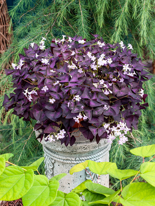 Oxalis triangularis 'Sunny' - Pflanzen