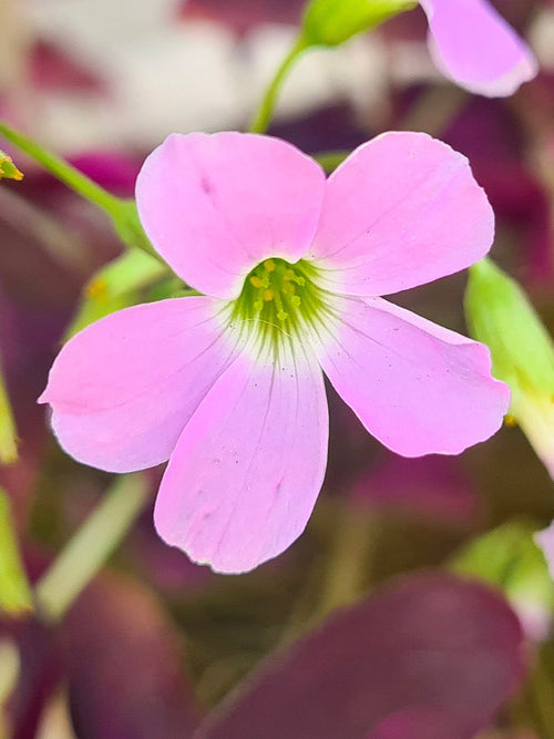 Oxalis triangularis ssp. papilionacea 'Fanny' kaufen