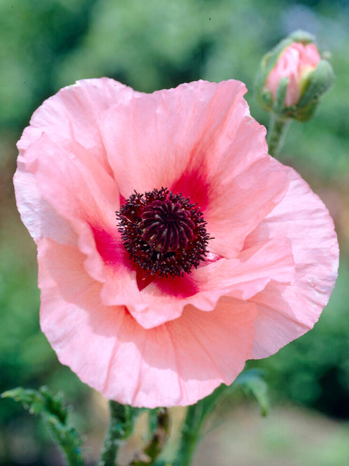 Papaver Aglaya (Oriental Poppy)