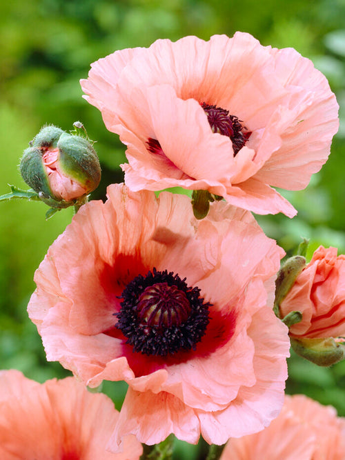 Buy Papaver Aglaya (Oriental Poppy) Bare Roots