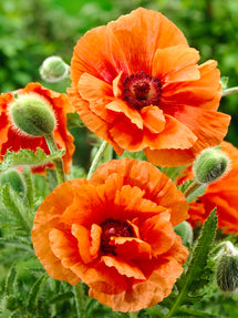 Papaver Harvest Moon (Orientalischer Mohn)